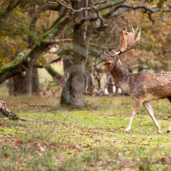 European fallow deer (Dama dama) walking into the woods, The Netherlands - Nature Stock Photo Agency