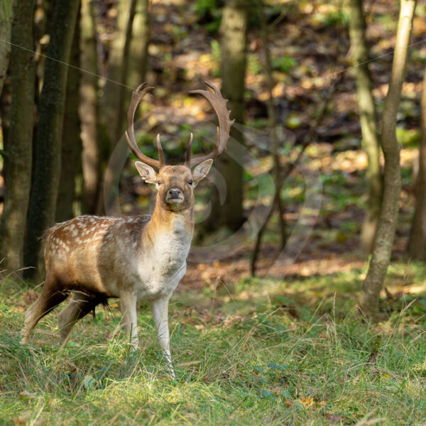 Fallow deer (Dama dama) at the border of the forest, Zandvoort, The Netherlands - Nature Stock Photo Agency