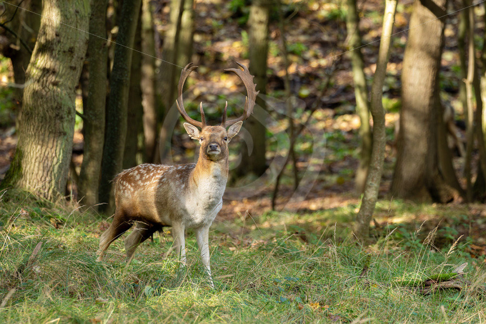 Fallow deer (Dama dama) at the border of the forest, Zandvoort, The Netherlands - Nature Stock Photo Agency