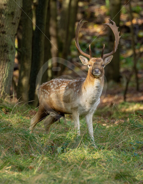Fallow deer (Dama dama) coming out of a forest, Zandvoort, The Netherlands - Nature Stock Photo Agency