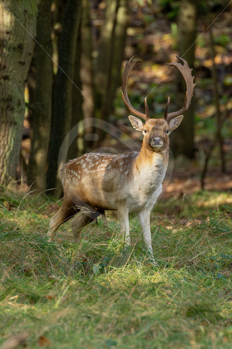 Fallow deer (Dama dama) coming out of a forest, Zandvoort, The Netherlands - Nature Stock Photo Agency