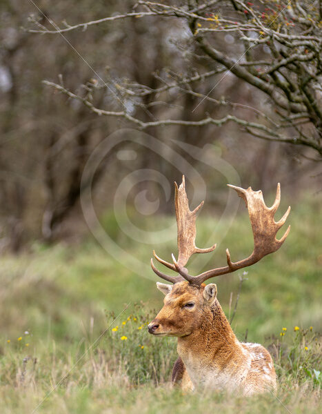 Fallow deer (Dama Dama) on the edge of the forest, Zandvoort, The Netherlands - Nature Stock Photo Agency