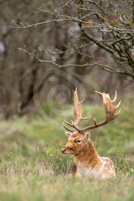 Fallow deer (Dama Dama) on the edge of the forest, Zandvoort, The Netherlands - Nature Stock Photo Agency