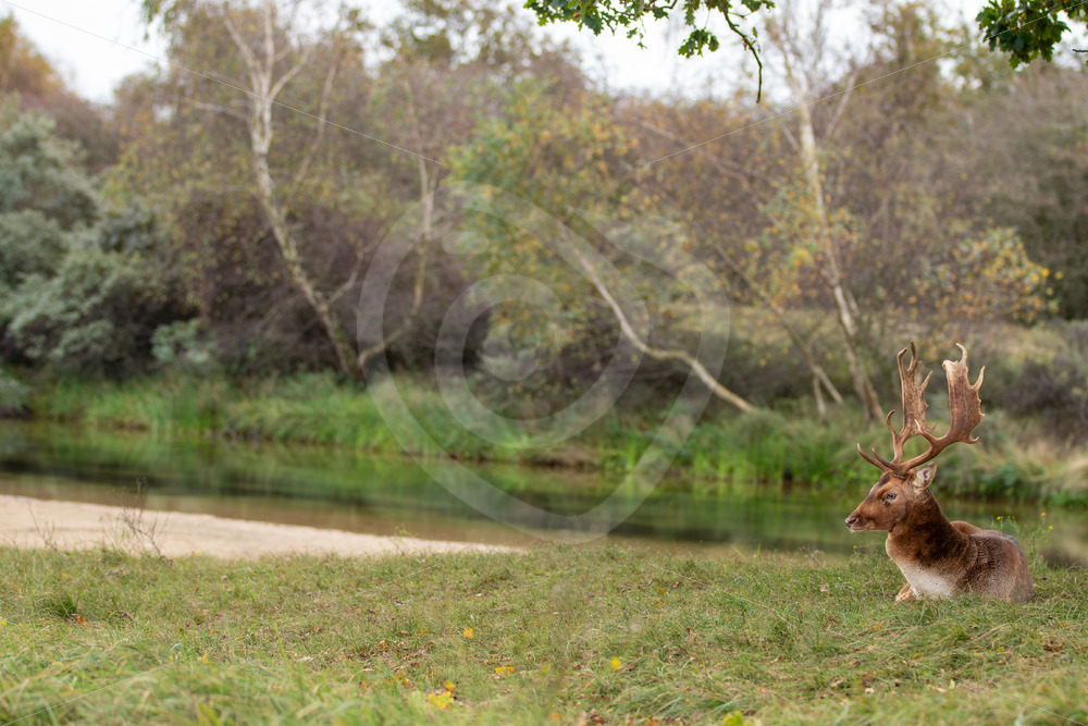 Fallow deer (Dama dama) relaxing next to a river, Zandvoort, The Netherlands - Nature Stock Photo Agency