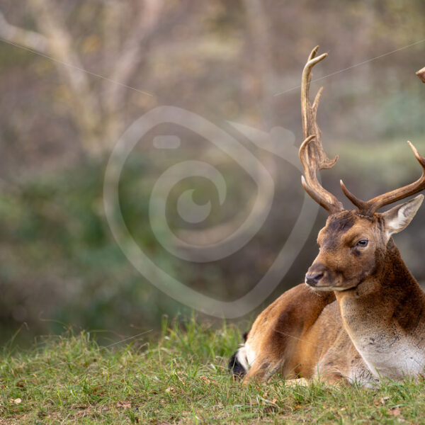 Fallow deer (Dama dama) relaxing on a spot, Zandvoort, The Netherlands - Nature Stock Photo Agency