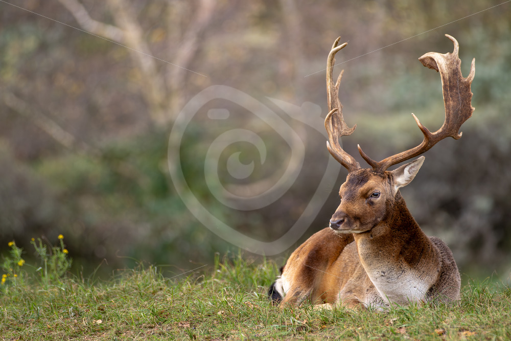 Fallow deer (Dama dama) relaxing on a spot, Zandvoort, The Netherlands - Nature Stock Photo Agency