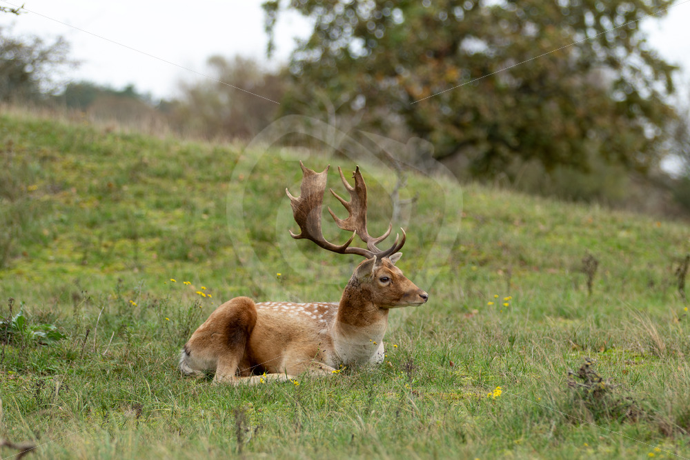 Fallow deer (Dama Dama) resting in the middle of the field, Zandvoort, The Netherlands - Nature Stock Photo Agency
