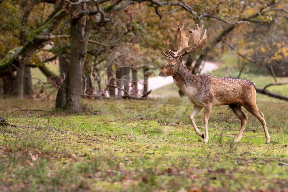 Fallow deer elegantly walking into the forest, The Netherlands - Nature Stock Photo Agency