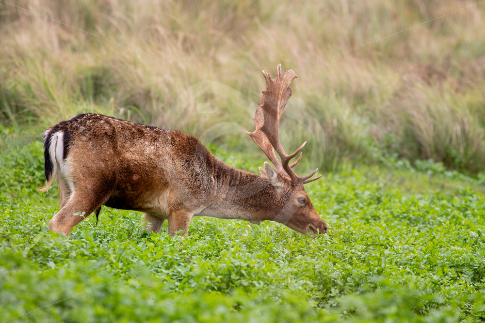 Fallow deer grazing in a creek, Zandvoort, The Netherlands - Nature Stock Photo Agency