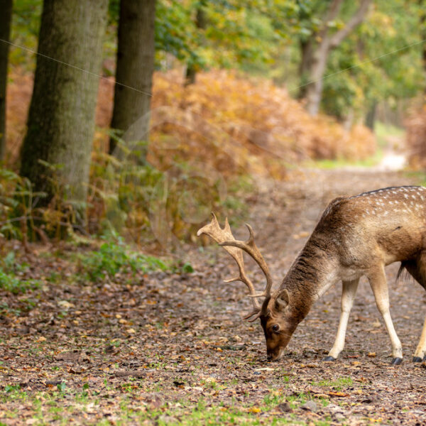 Juvenile Fallow deer (Dama dama) eating on the road, Zandvoort, The Netherlands - Nature Stock Photo Agency