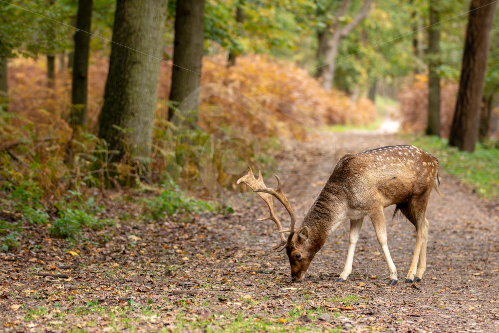 Juvenile Fallow deer (Dama dama) eating on the road, Zandvoort, The Netherlands - Nature Stock Photo Agency