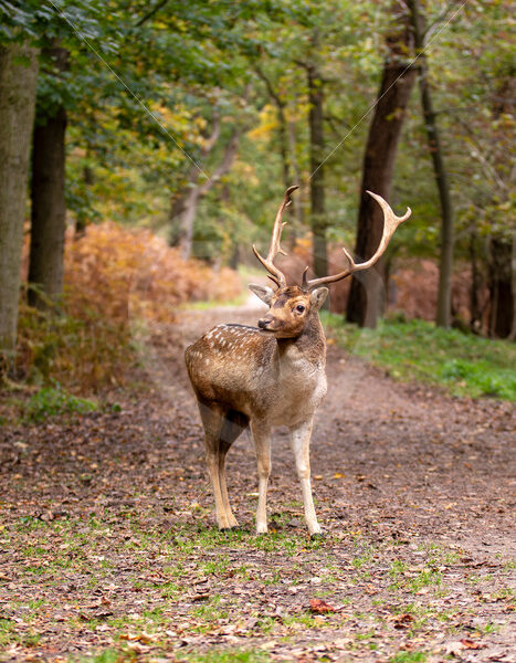 Juvenile Fallow deer (Dama dama) on a walking road in the forest, Zandvoort, The Netherlands - Nature Stock Photo Agency