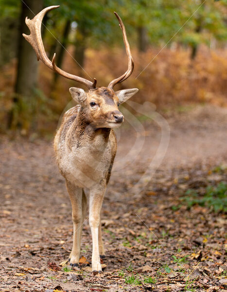 Juvenile male roe deer (Dama dama) posing in front of the camera, The Netherlands - Nature Stock Photo Agency