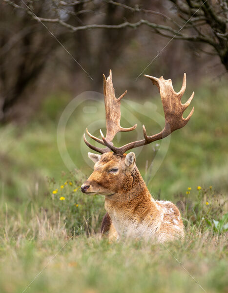 Large blonde male fallow deer (Dama dama) in the meadow, Zandvoort, The Netherlands - Nature Stock Photo Agency