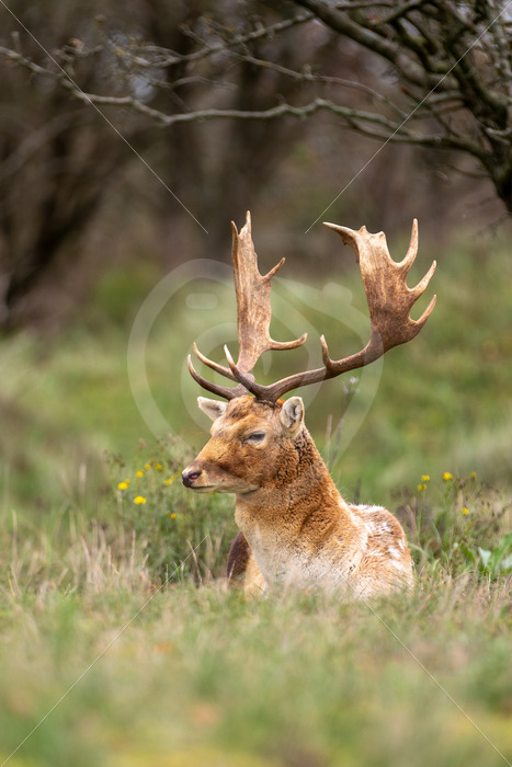 Large blonde male fallow deer (Dama dama) in the meadow, Zandvoort, The Netherlands - Nature Stock Photo Agency