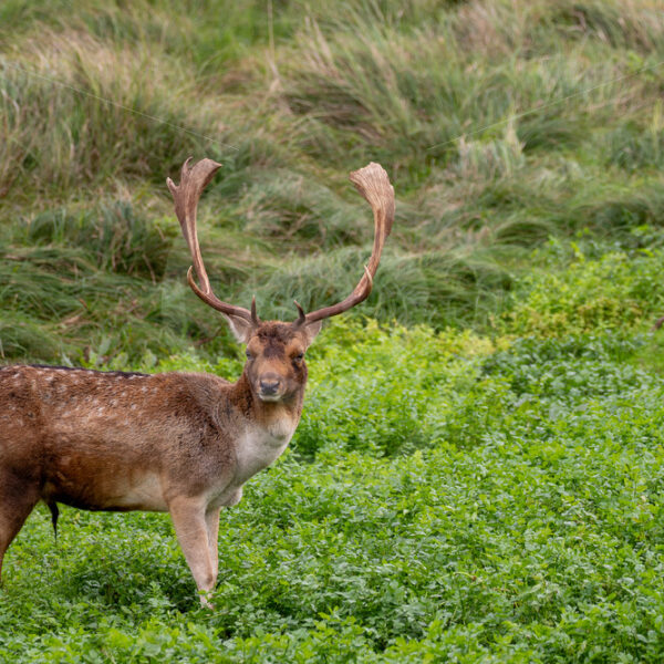 Male fallow deer (Dama dama) grazing in a creek, AWD, The Netherlands - Nature Stock Photo Agency