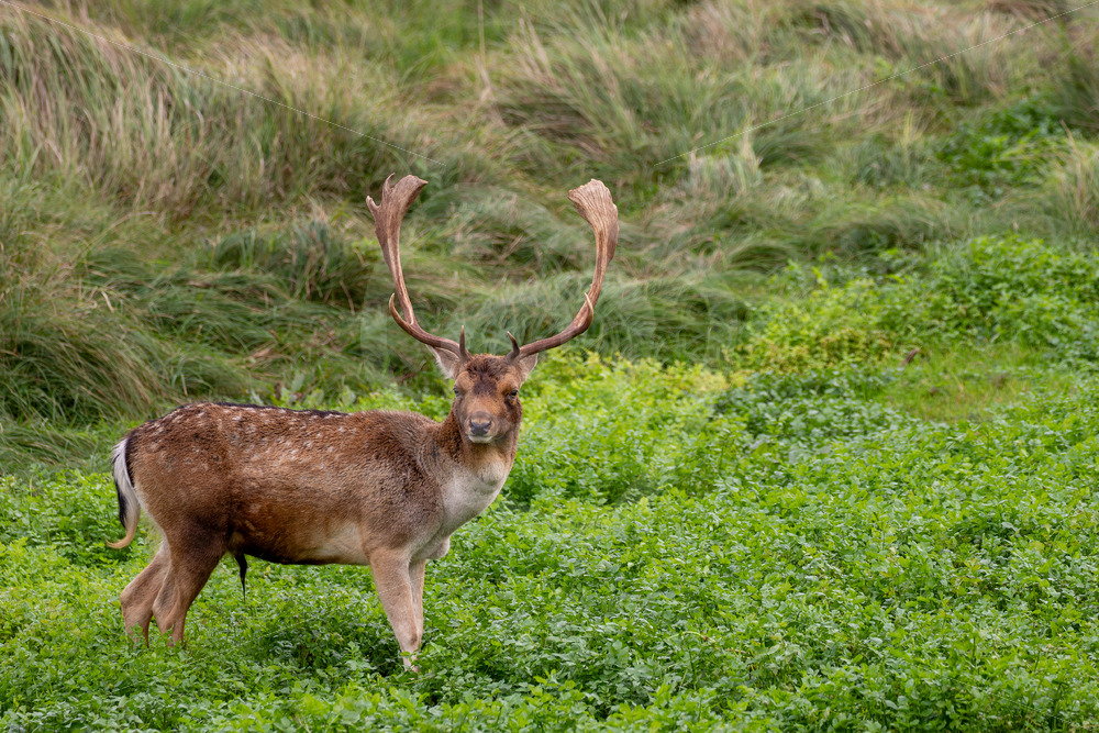 Male fallow deer (Dama dama) grazing in a creek, AWD, The Netherlands - Nature Stock Photo Agency
