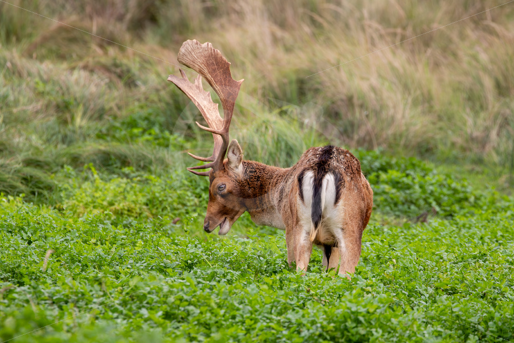 Male fallow deer (Dama dama) grazing on a creek, The Netherlands - Nature Stock Photo Agency