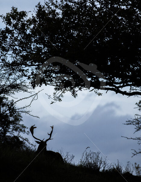 Male fallow deer (Dama dama) in a silhouette during the evening, The Netherlands - Nature Stock Photo Agency