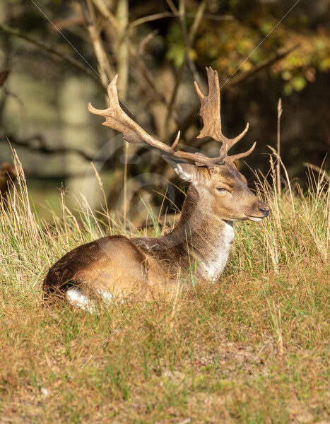 Male Fallow deer (Dama dama) in a sunny spot, AWD, The Netherlands - Nature Stock Photo Agency
