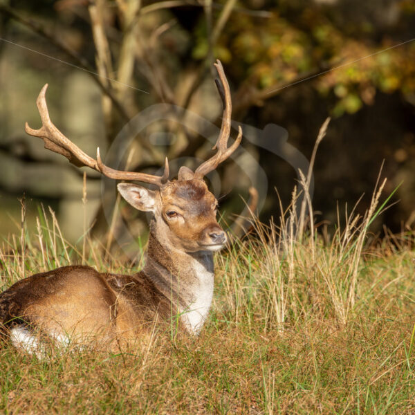 Male Fallow deer (Dama dama) in a sunny spot, Zandvoort, The Netherlands - Nature Stock Photo Agency
