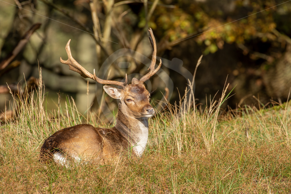 Male Fallow deer (Dama dama) in a sunny spot, Zandvoort, The Netherlands - Nature Stock Photo Agency