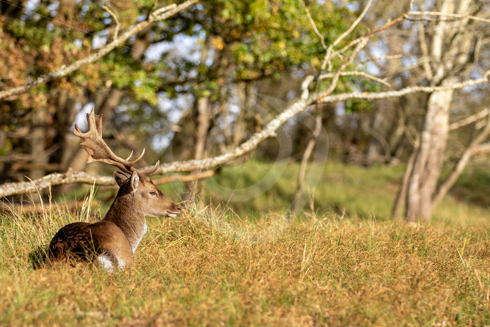 Male Fallow deer (Dama dama) in the sun, Zandvoort, The Netherlands - Nature Stock Photo Agency