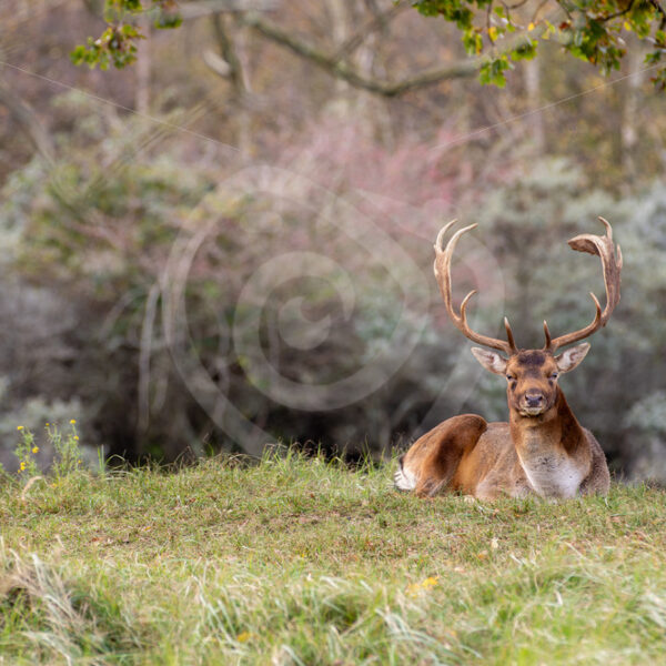 Male Fallow deer (Dama dama) looking in front, Zandvoort, The Netherlands - Nature Stock Photo Agency