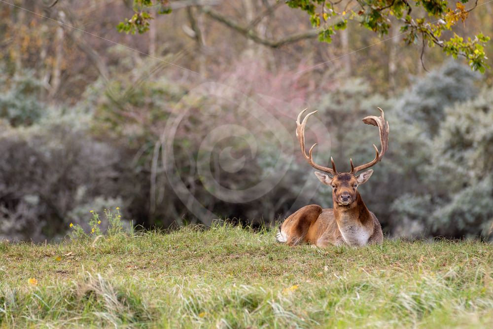 Male Fallow deer (Dama dama) looking in front, Zandvoort, The Netherlands - Nature Stock Photo Agency
