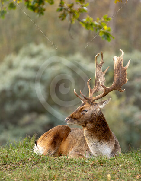 Male Fallow deer (Dama dama) relaxed under a tree, Zandvoort, The Netherlands - Nature Stock Photo Agency