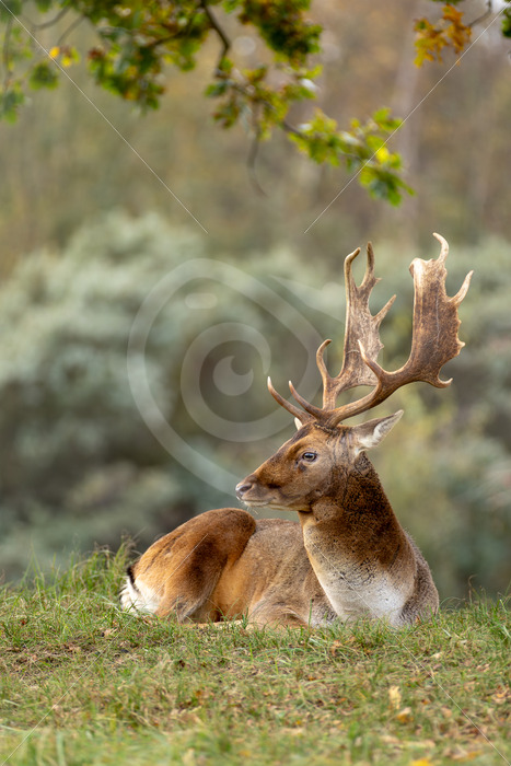 Male Fallow deer (Dama dama) relaxed under a tree, Zandvoort, The Netherlands - Nature Stock Photo Agency