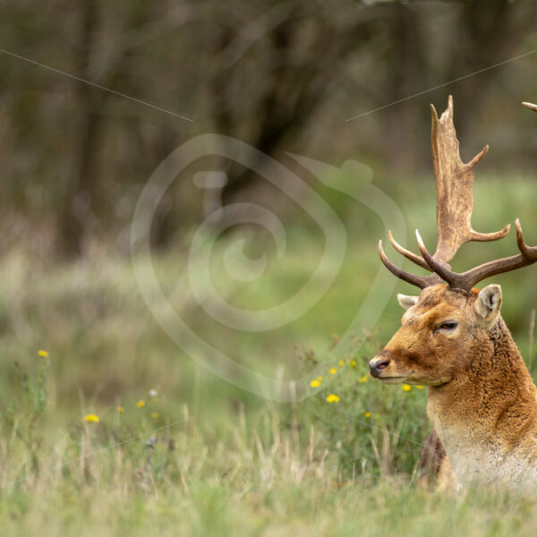 Male fallow deer (Dama dama) relaxing in the meadow, Zandvoort, The Netherlands - Nature Stock Photo Agency