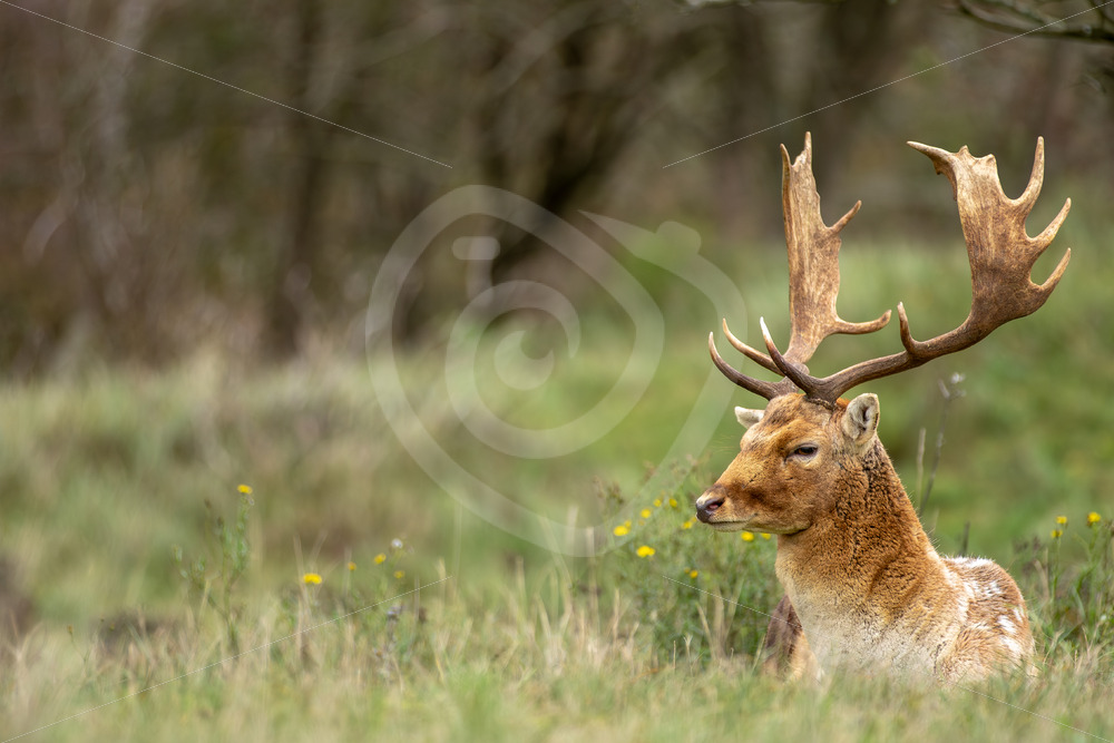 Male fallow deer (Dama dama) relaxing in the meadow, Zandvoort, The Netherlands - Nature Stock Photo Agency