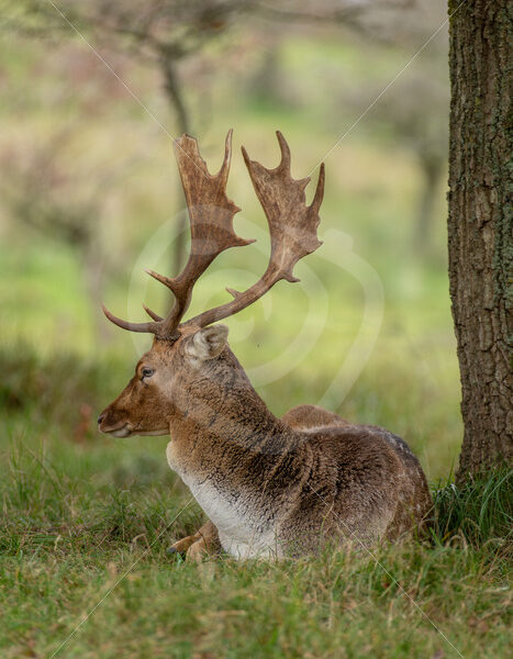 Male fallow deer (Dama dama) resting under a tree, AWD, The Netherlands - Nature Stock Photo Agency