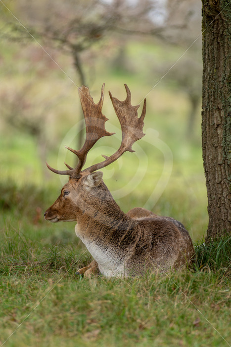 Male fallow deer (Dama dama) resting under a tree, AWD, The Netherlands - Nature Stock Photo Agency