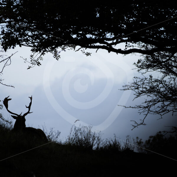 Male fallow deer in a silhouette during the evening, The Netherlands - Nature Stock Photo Agency