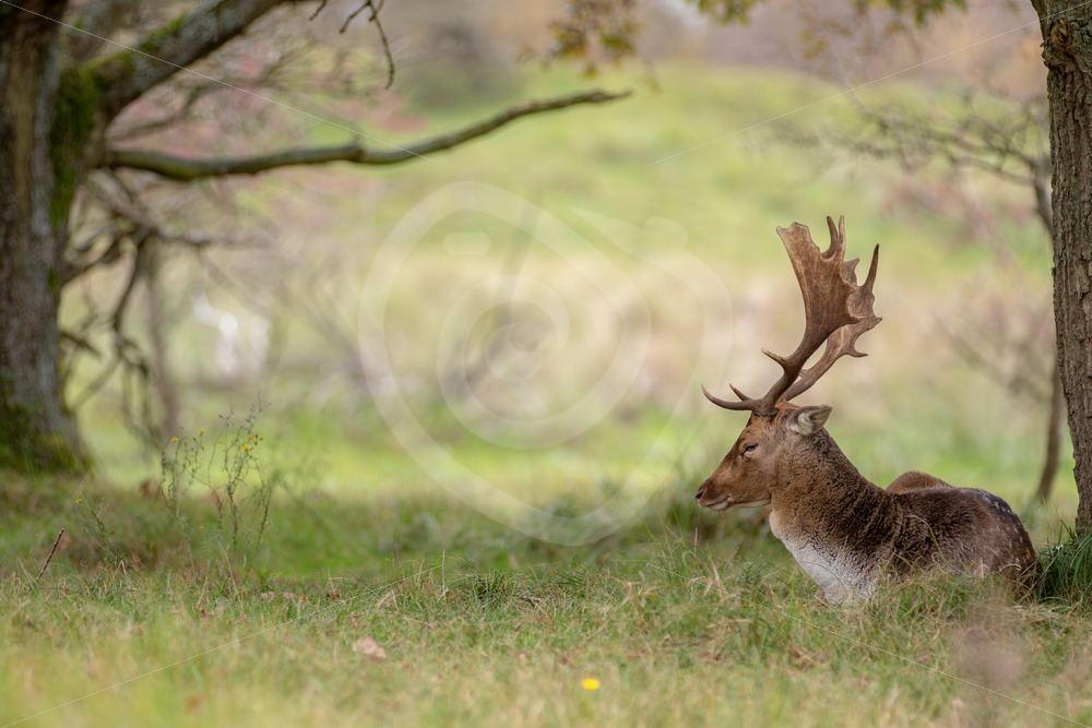 Male fallow deer or buck (Dama dama) resting under a tree, AWD, The Netherlands - Nature Stock Photo Agency