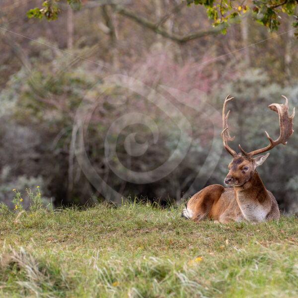 Male Fallow deer under a tree, AWD, The Netherlands - Nature Stock Photo Agency