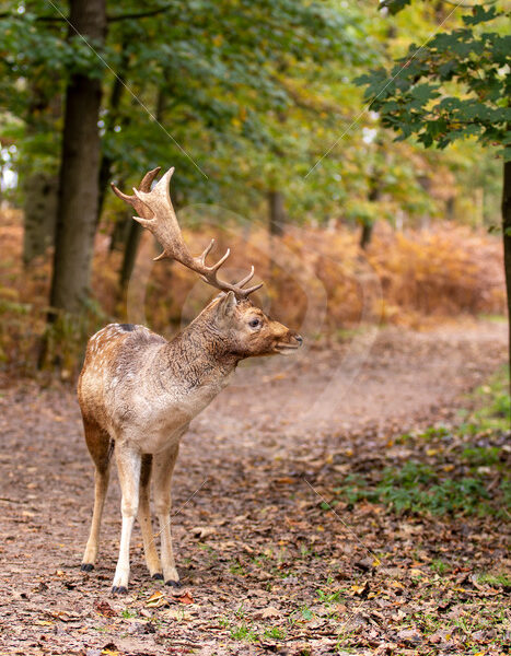 Male roe deer (Dama dama) on a forest road, The Netherlands - Nature Stock Photo Agency