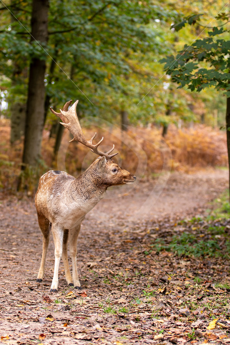 Male roe deer (Dama dama) on a forest road, The Netherlands - Nature Stock Photo Agency