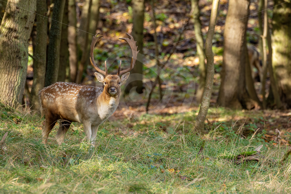 Male roe deer (Dama dama) stepping out of the woods, The Netherlands - Nature Stock Photo Agency