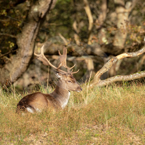 Roe Deer (Dama dama) taking a rest in the AWD, The Netherlands - Nature Stock Photo Agency