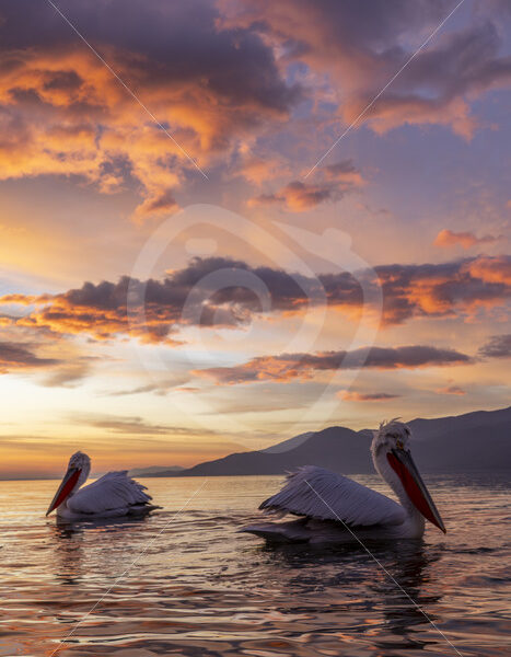 A couple of Dalmatian pelicans during the evening light on Lake Kerkini, Greece - Nature Stock Photo Agency
