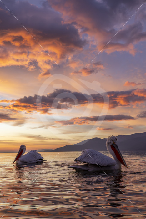 A couple of Dalmatian pelicans during the evening light on Lake Kerkini, Greece - Nature Stock Photo Agency
