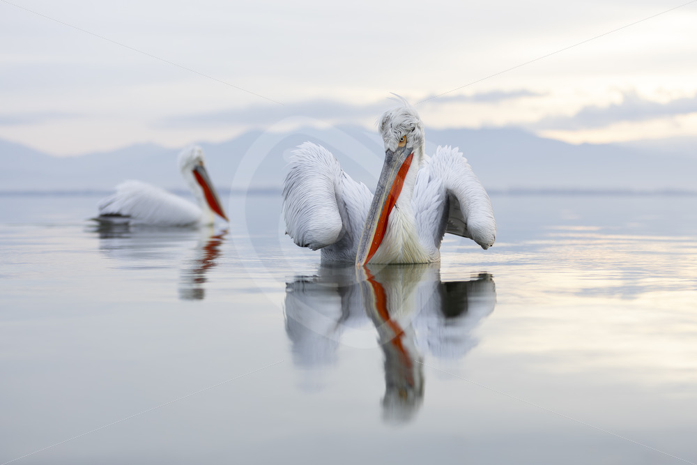 A couple of Dalmatian Pelicans (Pelecanus crispus) on a still Lake Kerkini, Greece - Nature Stock Photo Agency
