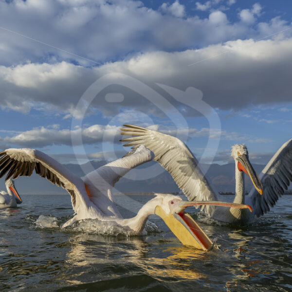 A great white pelican catching some fish in front of some Dalmatian pelicans in Lake Kerkini, Greece - Nature Stock Photo Agency