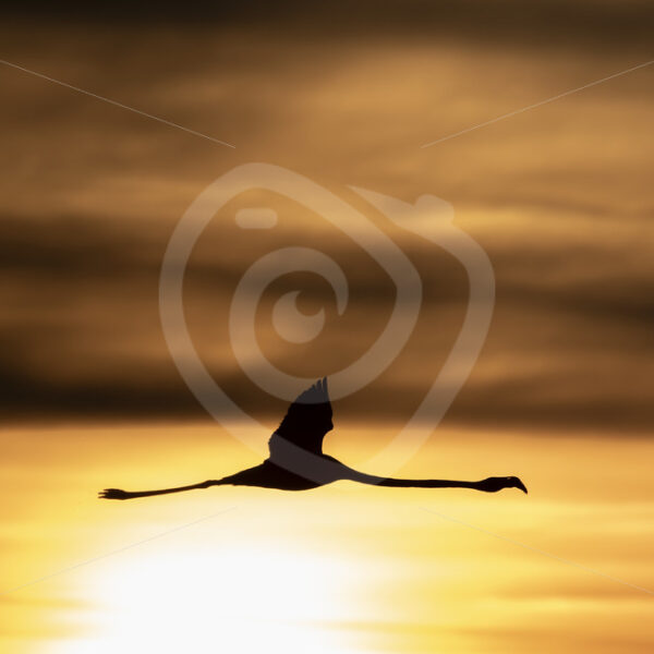 A greater flamingo (Phoenicopterus roseus) flying over Lake Kerkini, Greece - Nature Stock Photo Agency
