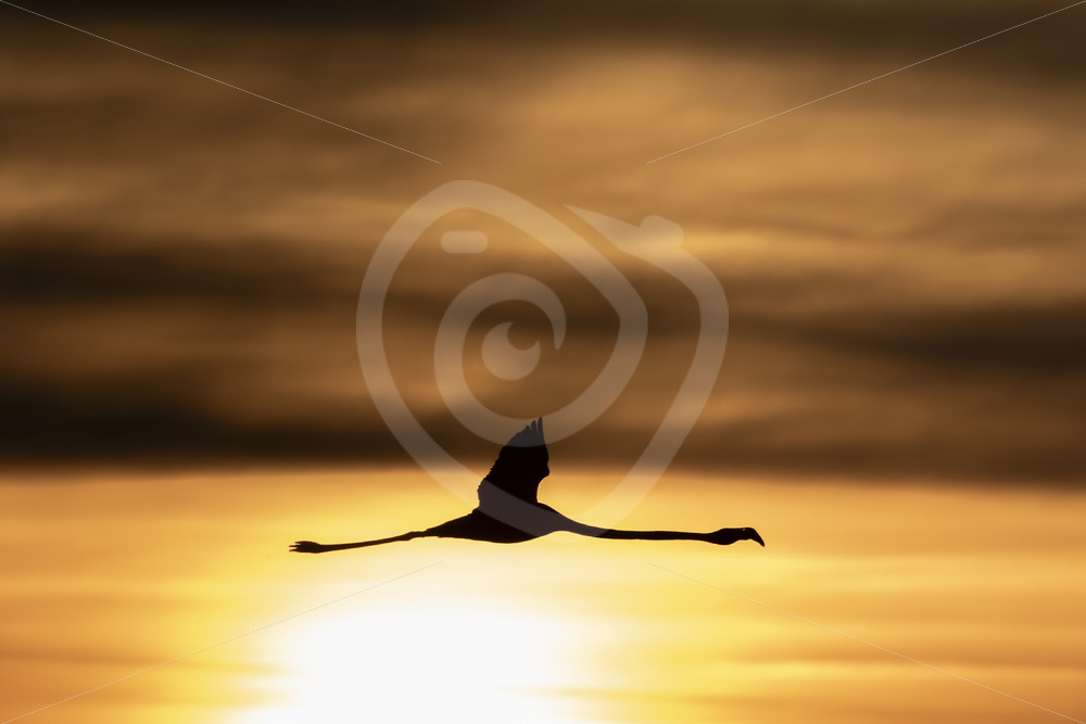 A greater flamingo (Phoenicopterus roseus) flying over Lake Kerkini, Greece - Nature Stock Photo Agency