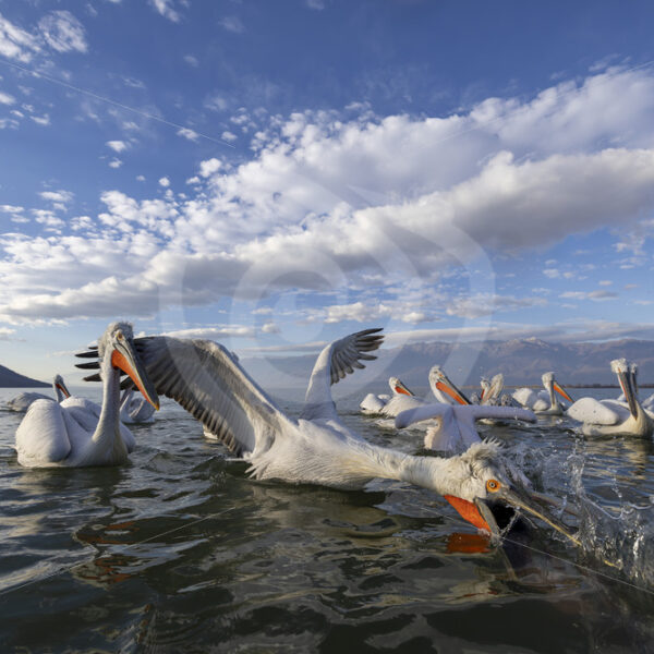A group of Dalmatian Pelican catching some fish, Lake Kerkini, Greece - Nature Stock Photo Agency