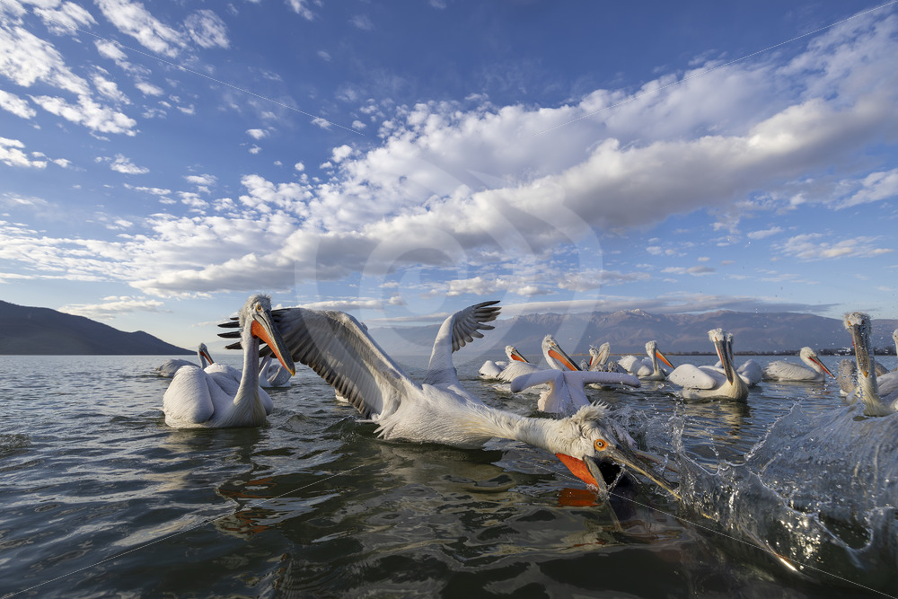 A group of Dalmatian Pelican catching some fish, Lake Kerkini, Greece - Nature Stock Photo Agency A group of Dalmatian Pelican catching some fish, Lake Kerkini, Greece - Nature Stock Photo Agency